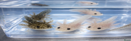 Axolotl reptiles for sale: Baby axolotls  - Advert 6