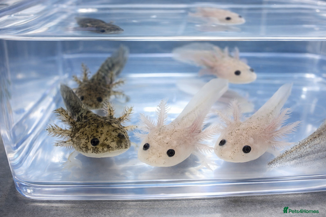 Axolotl reptiles for sale: Baby axolotls  - Advert 6