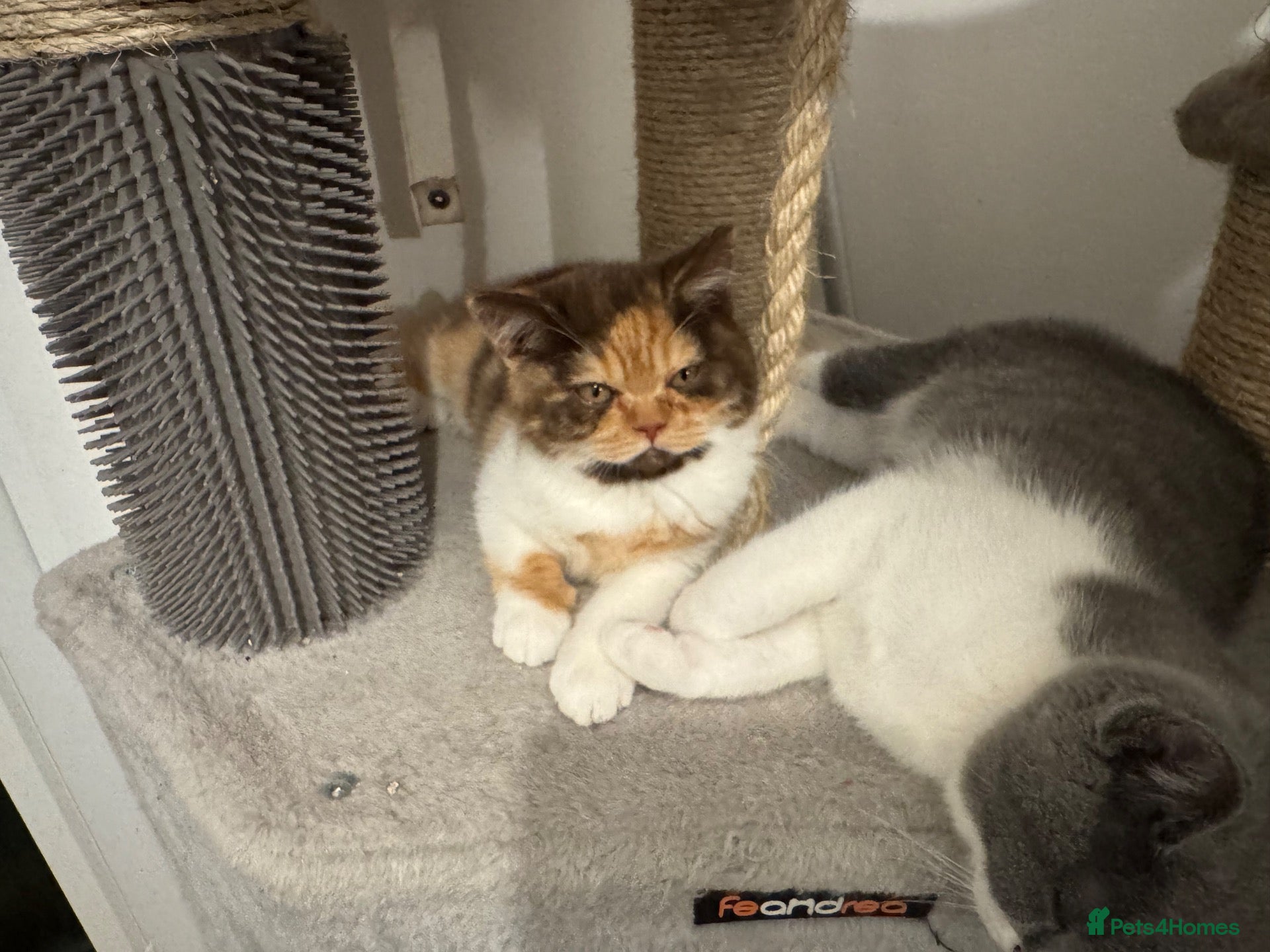 British Shorthair cats for sale: Ready Now Gccf British shorthair kittens - Advert 1