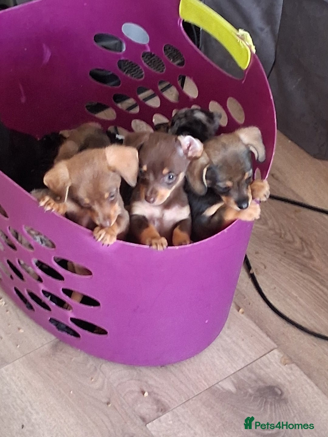 Mixed Breed dogs for sale: Dashound cross pomeranian  - Image 2