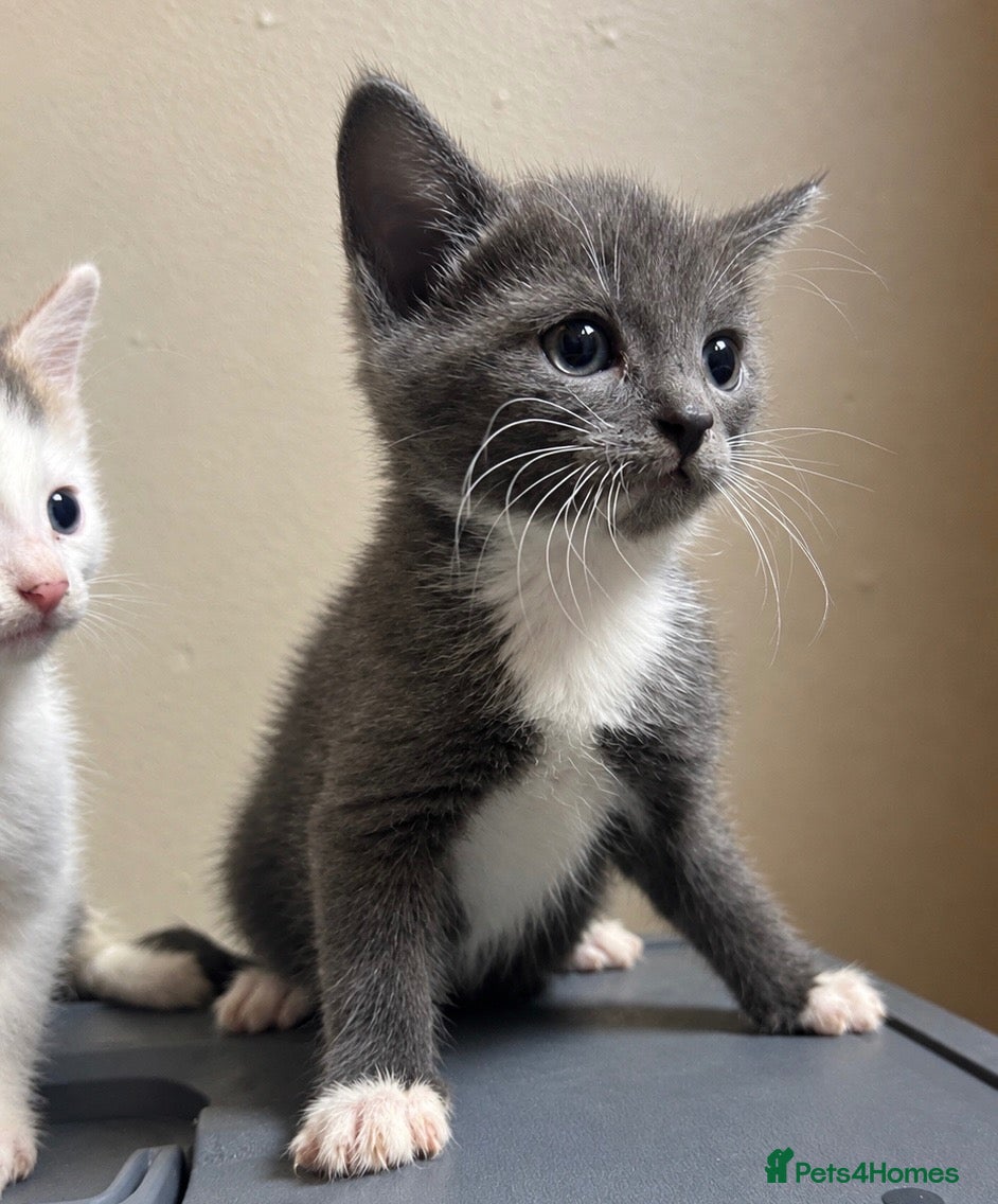 Ragdoll cats RAGDOLL X BSH KITTENS READY TO LEAVE 💓 - Advert 2