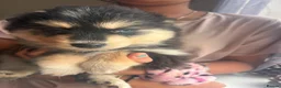 Pomsky dogs for sale: American Line Health Tested F4 Pomskys - Advert 25