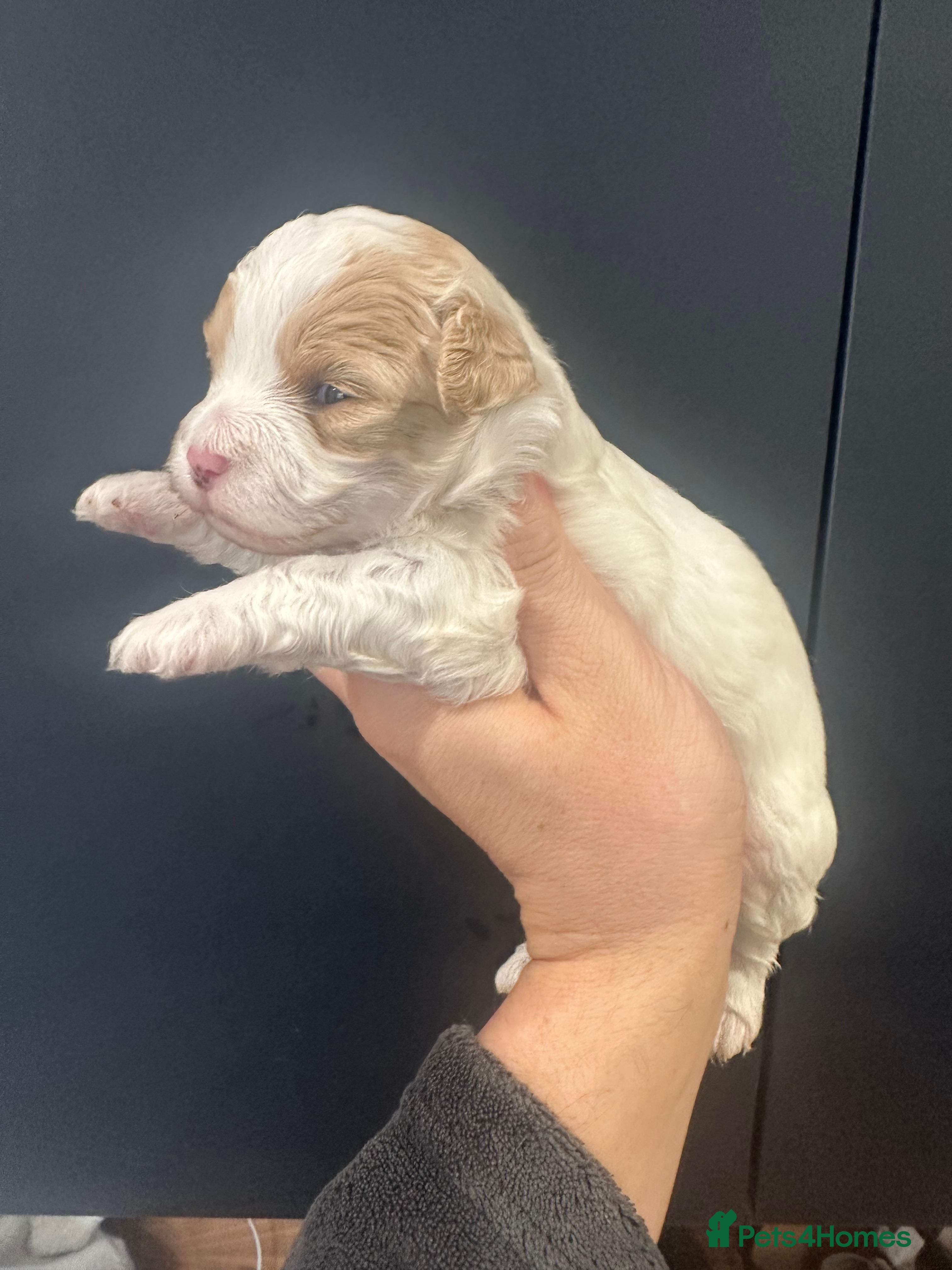 Maltipoo dogs Maltipoo babys - Advert 2