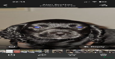 Cocker Spaniel dogs - Advert 5