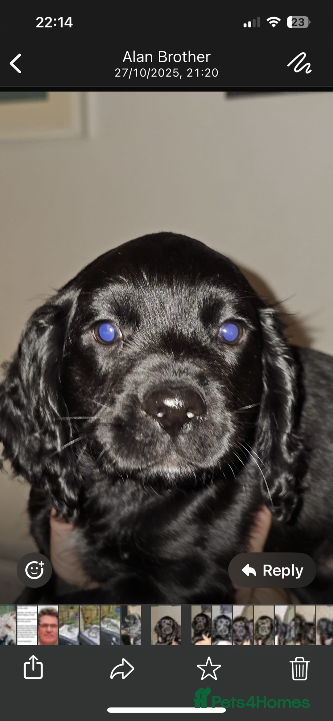 Cocker Spaniel dogs for sale: Working cocker spaniel pups - Advert 3