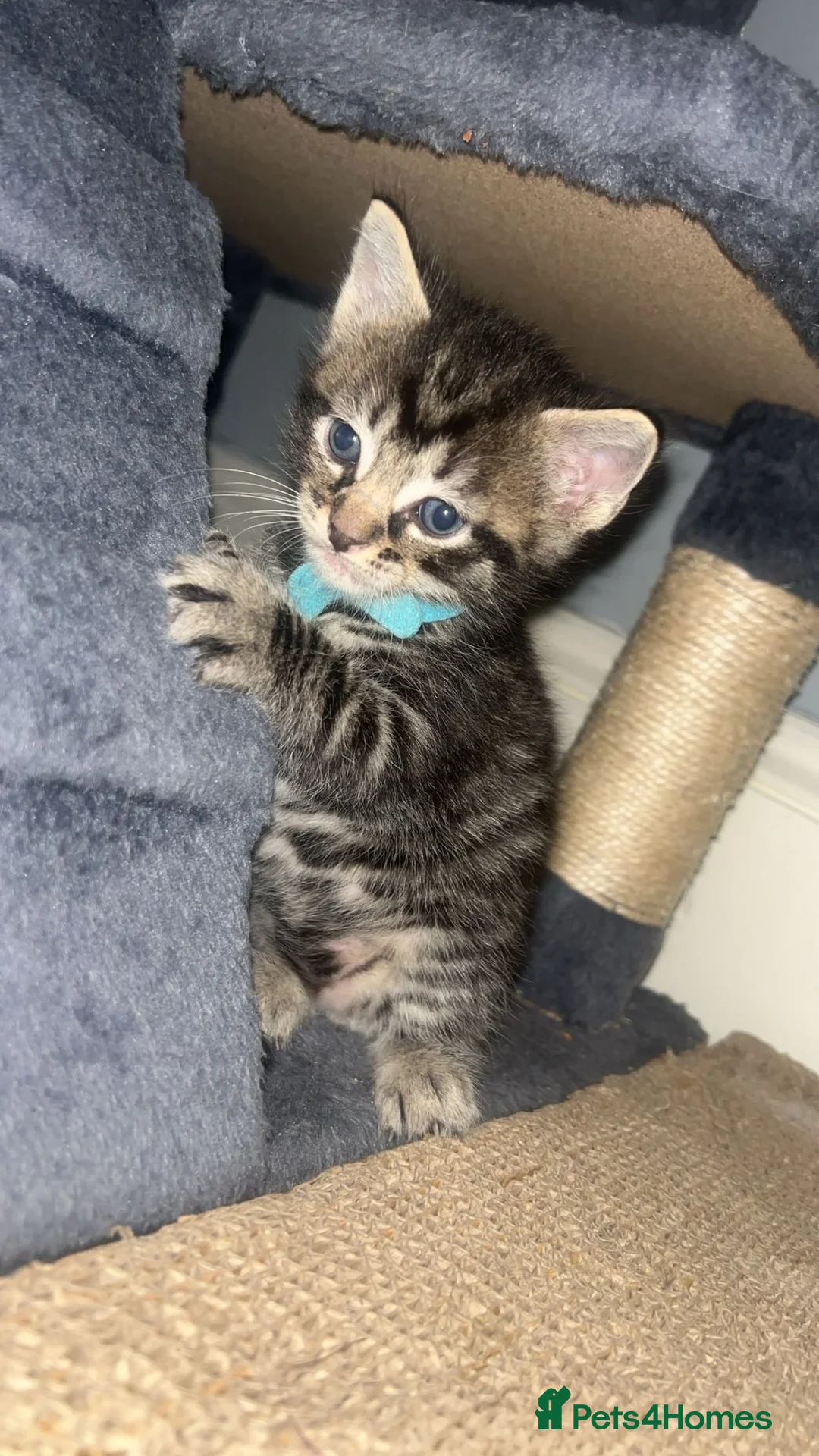 Mixed Breed cats for sale: Kittens for Sale. Mother Ragdoll - Advert 2