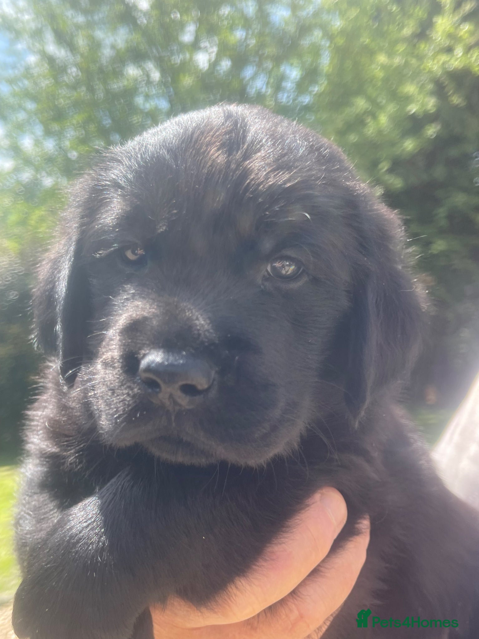 Goldador dogs One stunning goldador boy available ❤️ - Advert 3