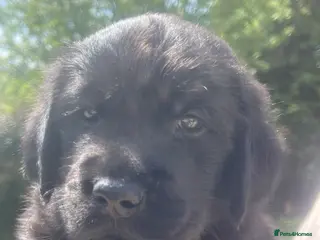 Goldador dogs One stunning goldador boy available ❤️ - Advert 3
