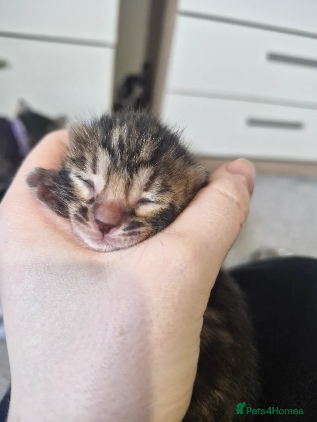 Bengal cats for sale: Genetic Health Tested Snow & Brown Bengal Kittens - Advert 18