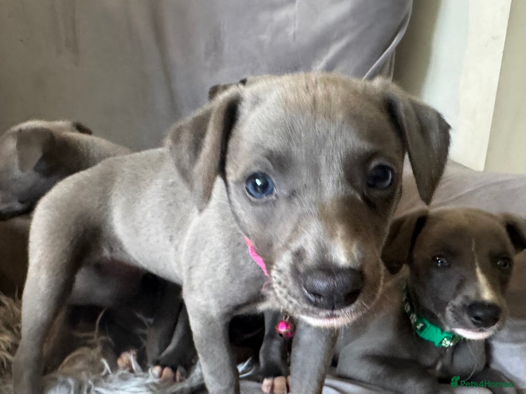 Whippet dogs for sale: Beautiful KC Reg Blue Whippet puppies - Image 20