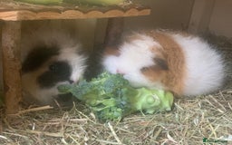 Guinea Pig rodents for sale: Swiss sows and boars  - Image 13