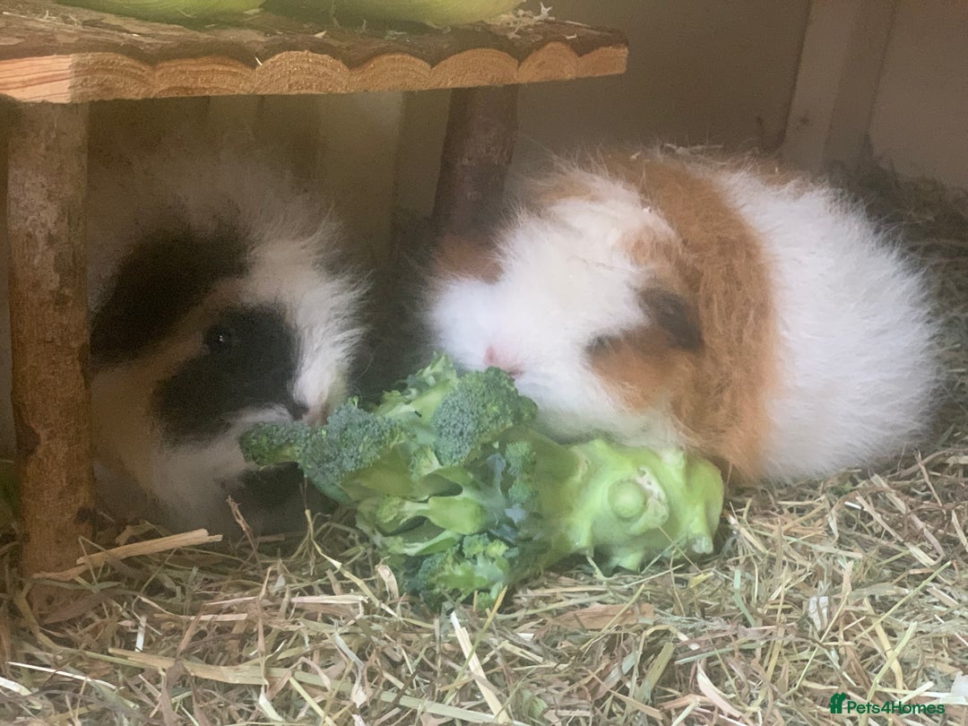 Guinea Pig rodents for sale: Swiss sows and boars  - Image 13