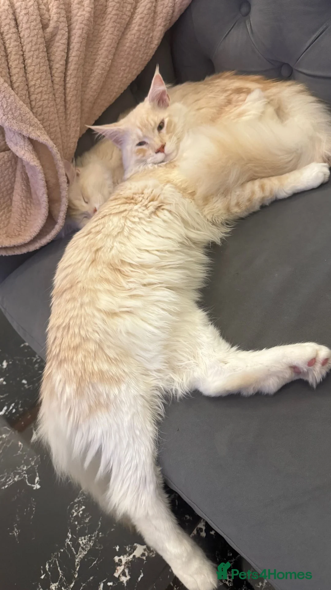 Maine Coon cats for sale: Odyn and Oscar  in Falmouth - Advert 4