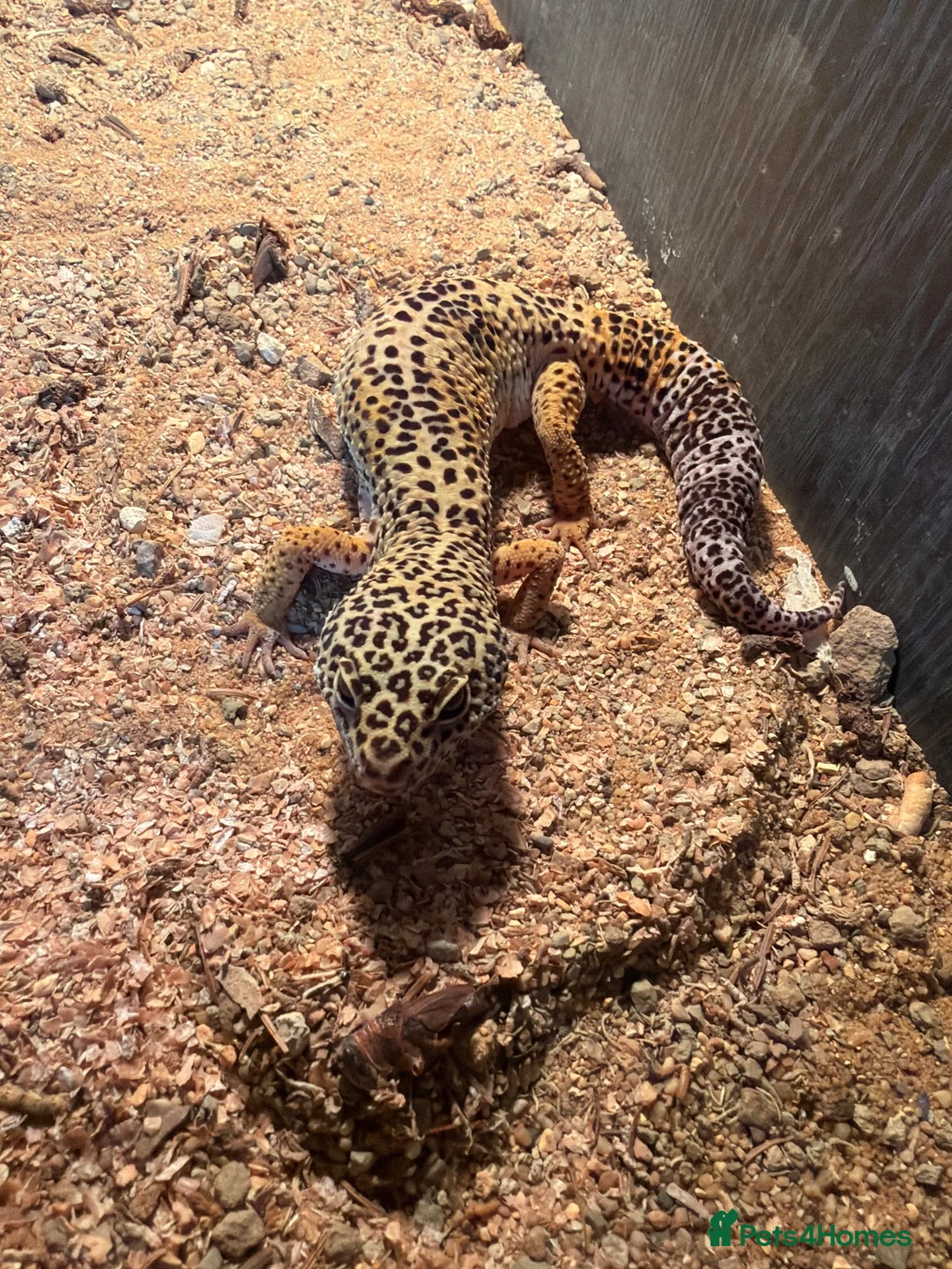 Leopard Gecko reptiles for sale: Gilbert the Leopard Ghecko  - Advert 1