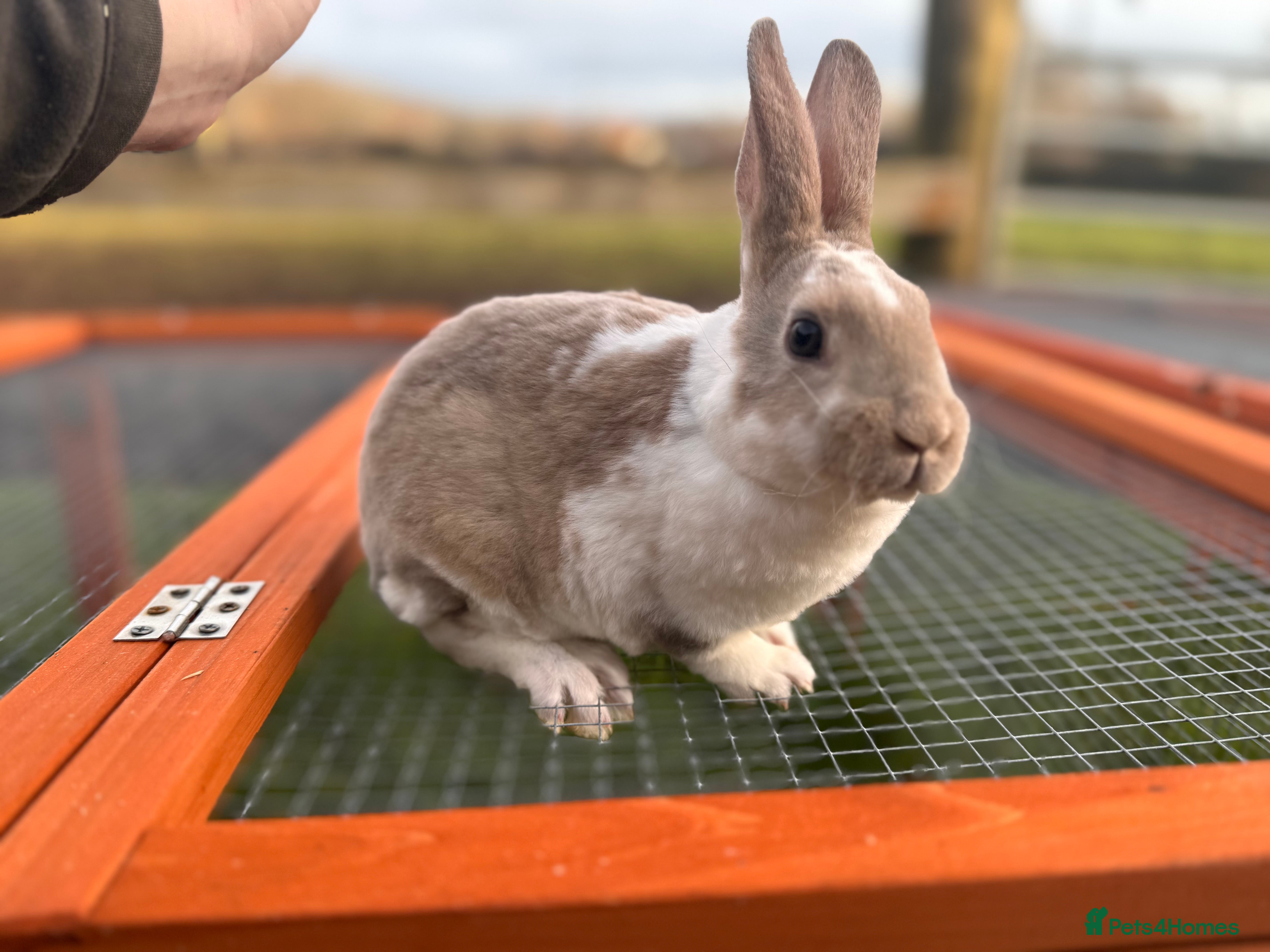 Rex rabbits Pedigree mini Rex bucks available  - Advert 1