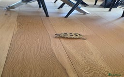 Tortoise reptiles for sale: Friendly Tortoise Looking for a Loving Home  - Image 6