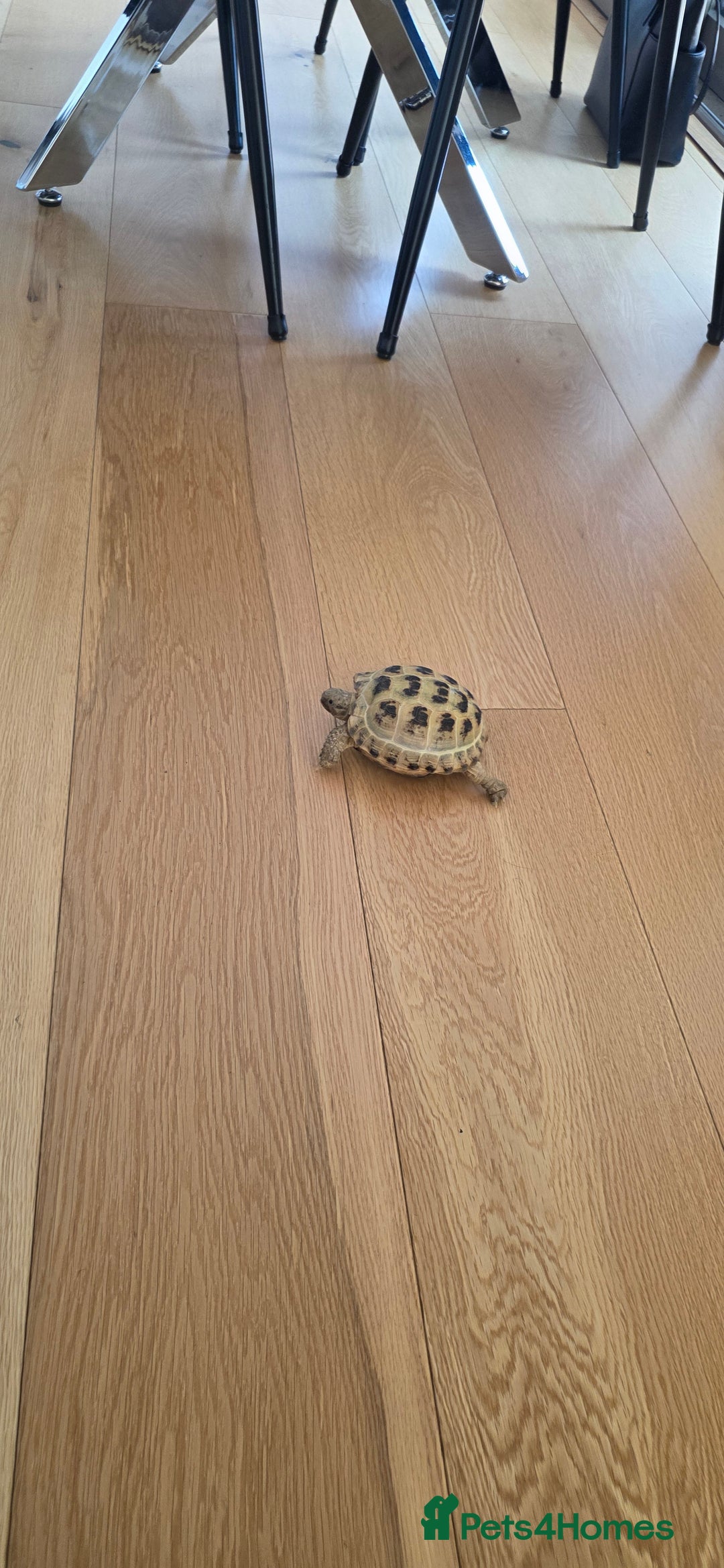 Tortoise reptiles for sale: Friendly Tortoise Looking for a Loving Home  - Image 6