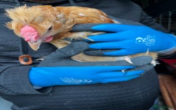 Chickens poultry for sale: Silkie cross warren cockerels x2 - Image 3