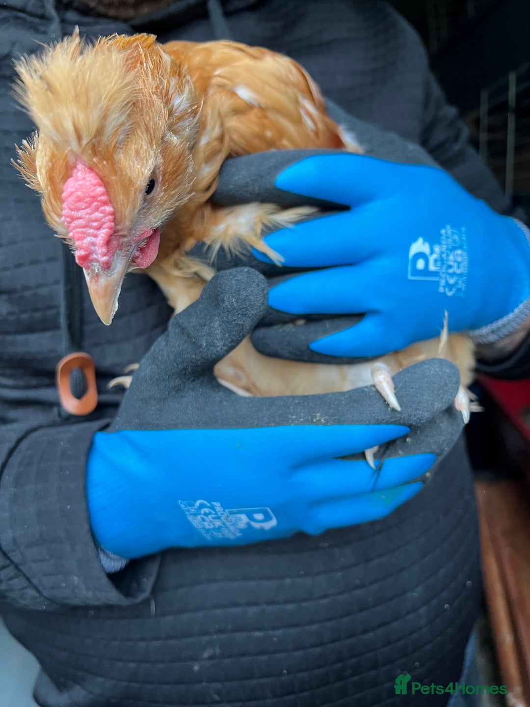 Chickens poultry for sale: Silkie cross warren cockerels x2 - Image 3