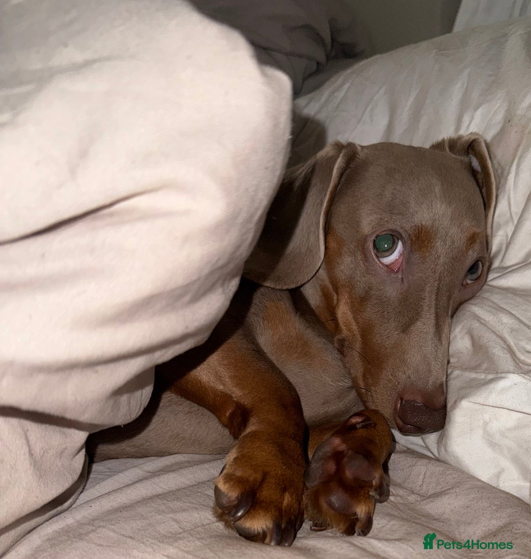 Miniature Dachshund dogs for stud: Ronnie  - Advert 11