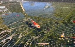 Koi Carp fish for sale: mixed koa - Image 2