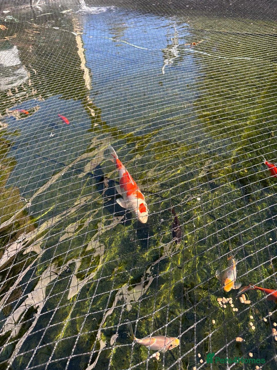 Koi Carp fish for sale: mixed koa - Image 2