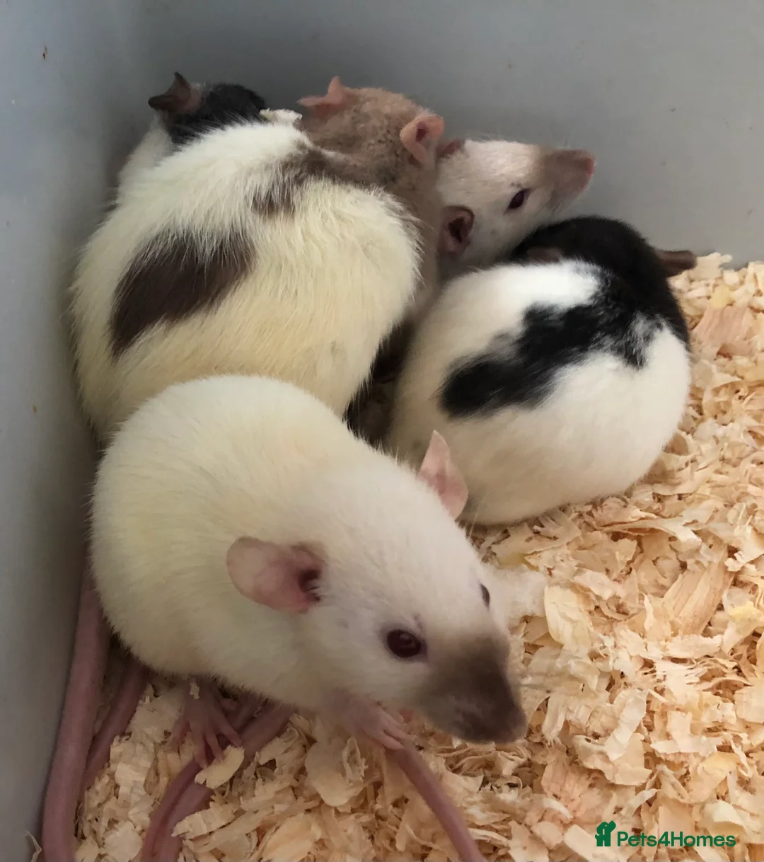 Rat rodents for sale: Beautiful tame fancy rats - Advert 24