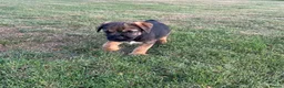 Border Terrier dogs for sale: 🧡Fabulous KC SLEM Clear Border Terriers - Advert 7