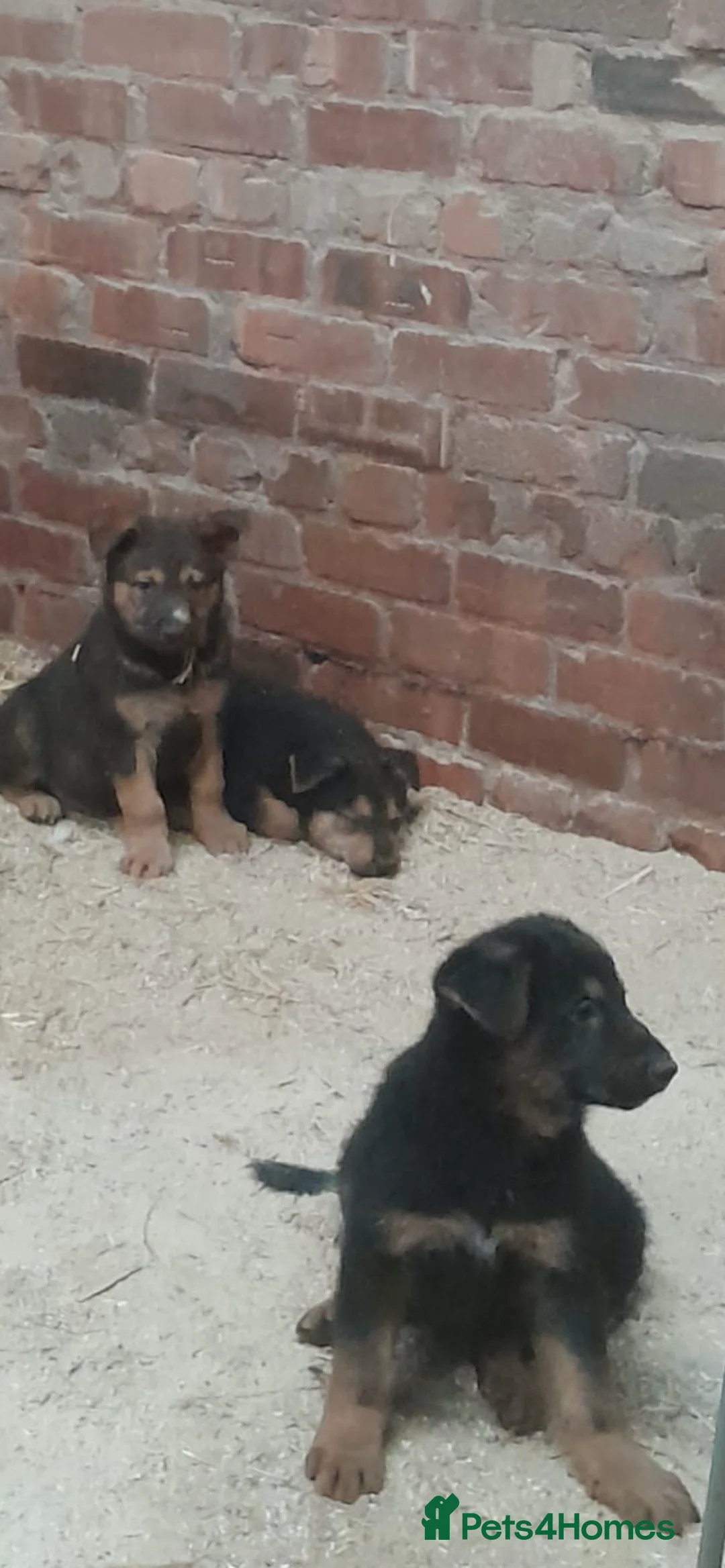 German Shepherd dogs for sale: Beautiful big German shepherd pups available  - Advert 5