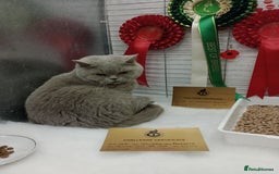 British Shorthair cats for sale: Gccf STUD, Blue Spotted,Blue, Lilac, Bi - Image 28