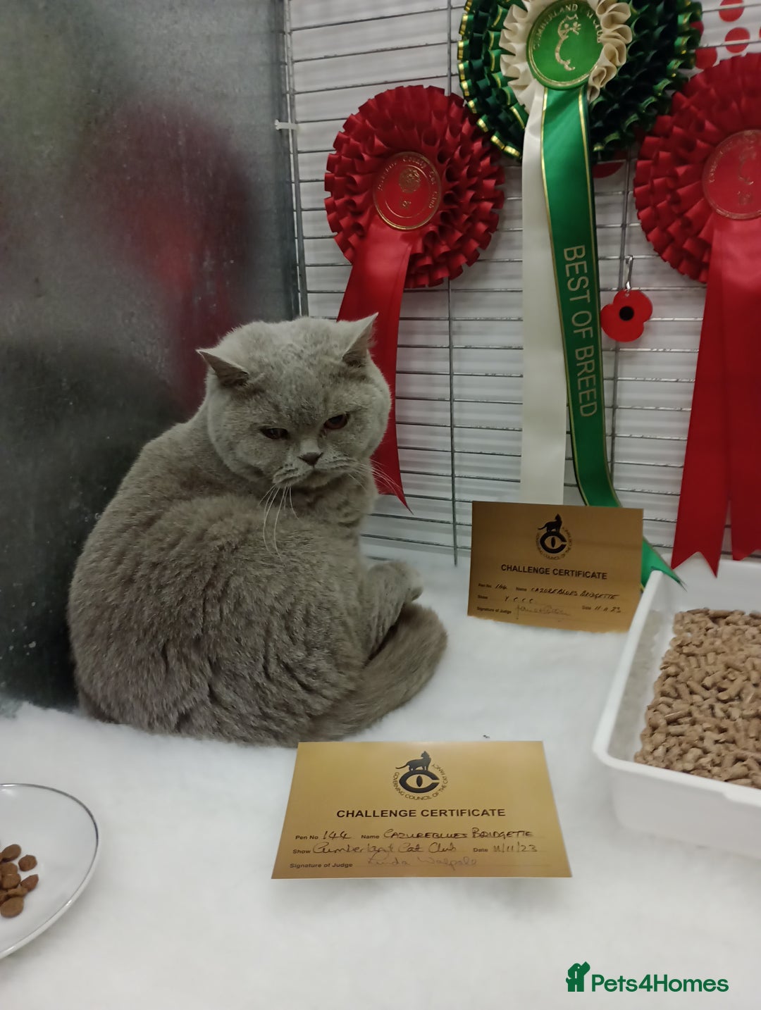 British Shorthair cats for sale: Gccf STUD, Blue Spotted,Blue, Lilac, Bi - Image 28