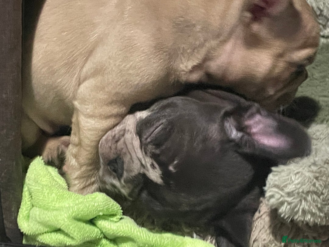 French Bulldog dogs for sale: Three boys left  - Advert 10