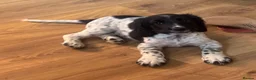 Cocker Spaniel dogs for sale: Beautiful litter of cocker spaniel puppies - Advert 1