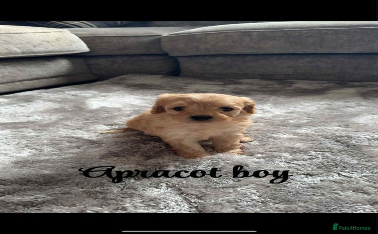 Cavapoo dogs - Advert 1