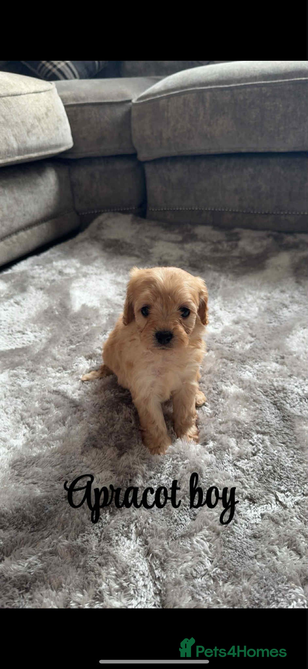 Cavapoo dogs for sale: Last 2 F1 toy cavapoo available - Image 2