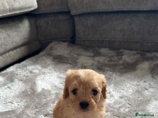 Cavapoo dogs - Advert 1