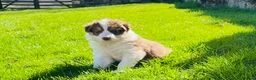 Border Collie dogs for sale: Beautiful Chocolate Tri & Lilac Tri  - Advert 1