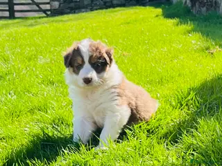 Border Collie dogs Beautiful Chocolate Tri & Lilac Tri - Advert 4