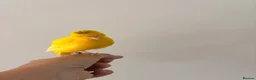 Canaries birds for sale: Adult and hand reared young canaries - Advert 20