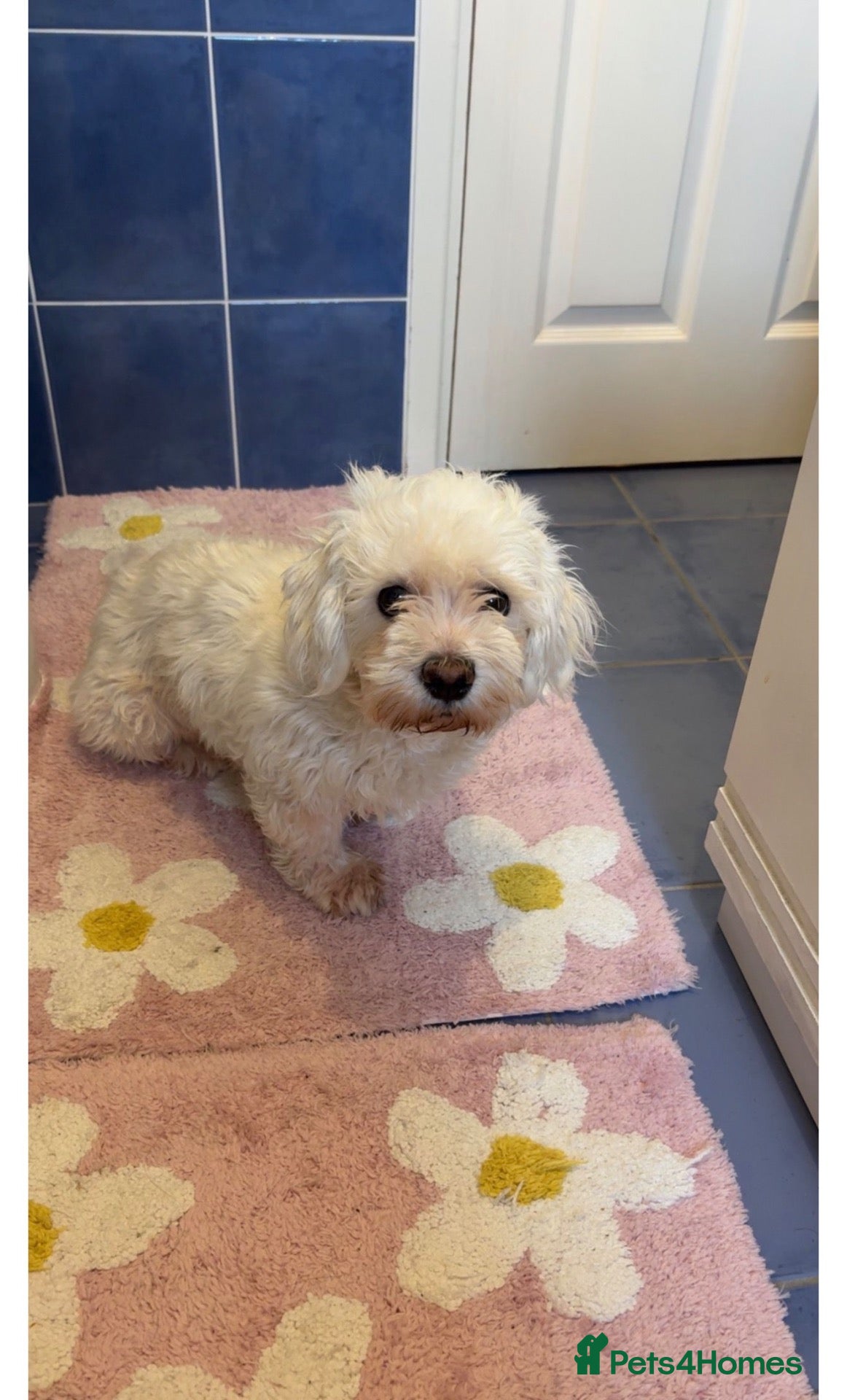 Maltese dogs for sale: Adorable Maltese Puppies for Sale 3 Boys 1 Girl - Advert 9