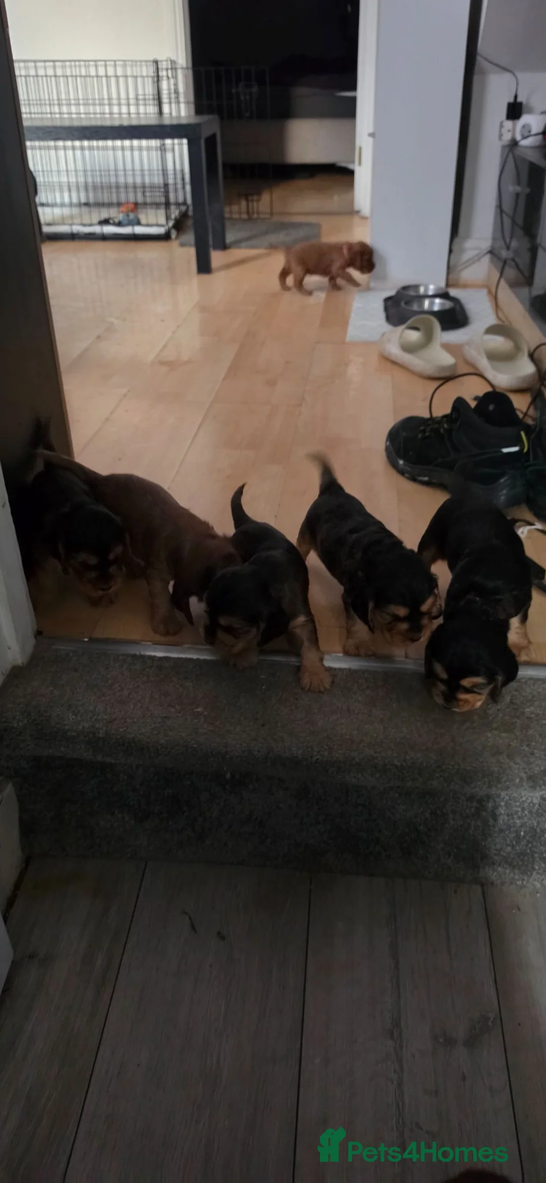 Cocker Spaniel dogs for sale: Cocker spaniel KC registered  in Reading - Advert 23