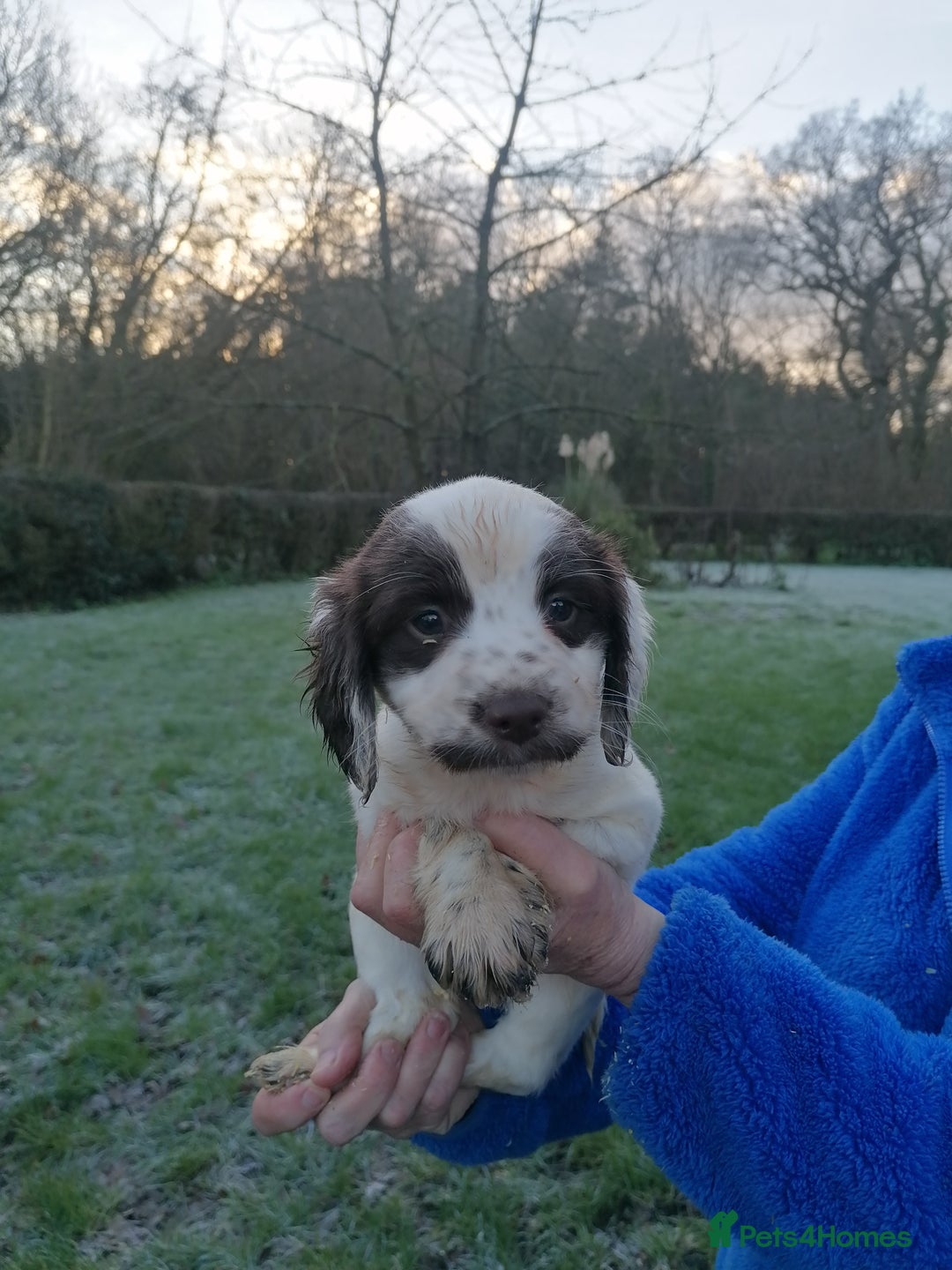 English Springer Spaniel dogs for sale: Beautiful English springer spaniel puppies  - Advert 8