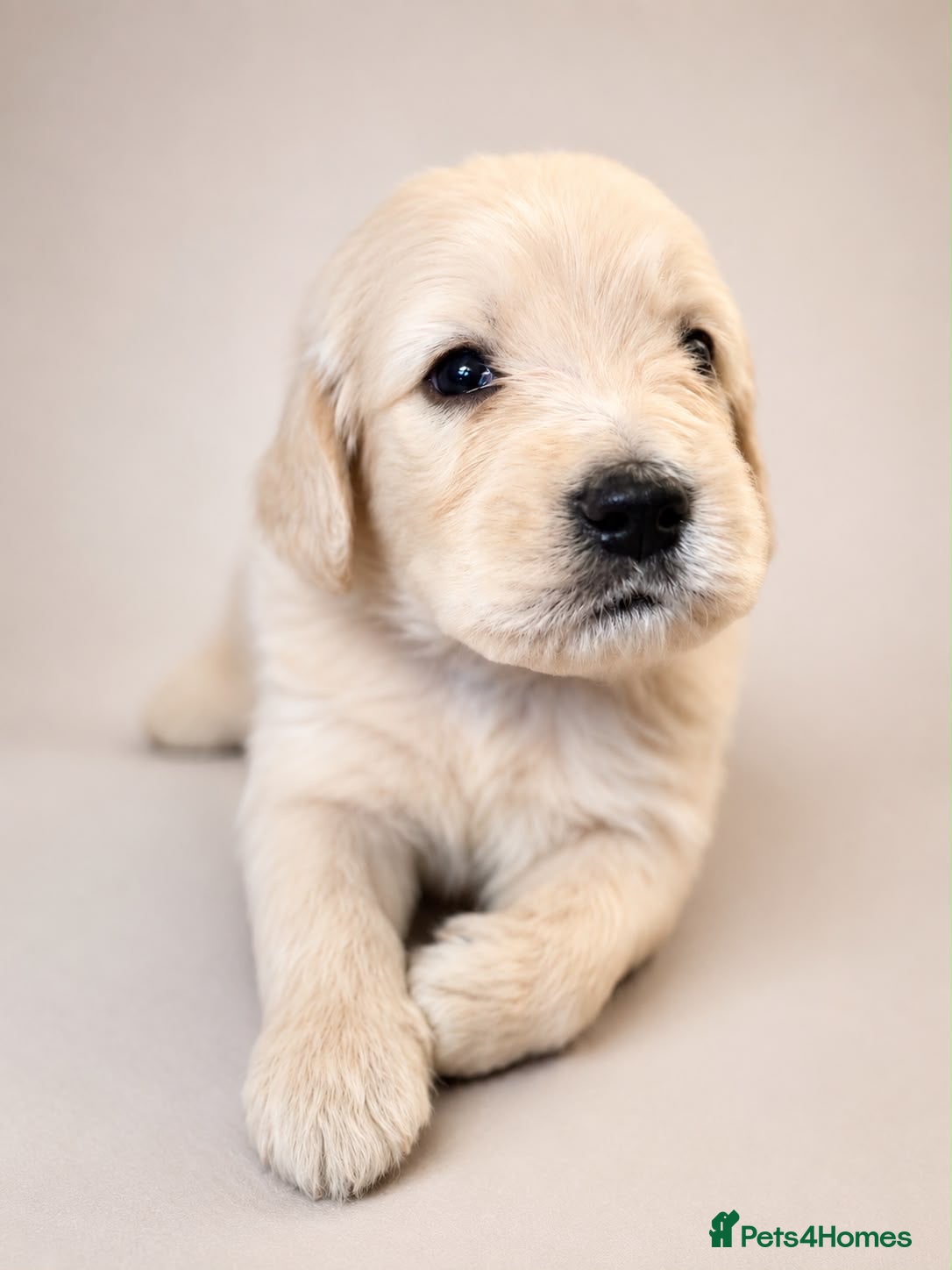 Goldendoodle dogs Beautiful Goldendoodles puppies  - Advert 3