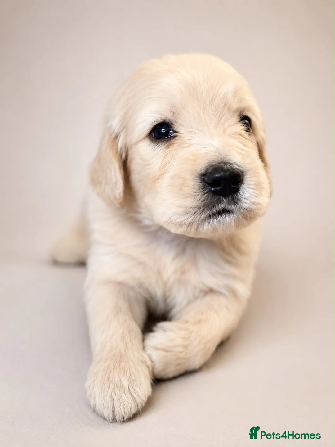 Goldendoodle dogs for sale: Beautiful Goldendoodles puppies  - Advert 2