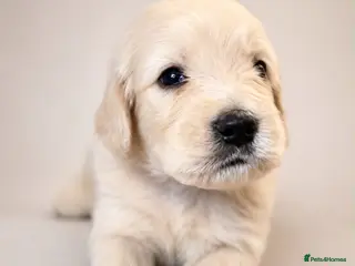 Goldendoodle dogs Beautiful Goldendoodles puppies - Advert 5