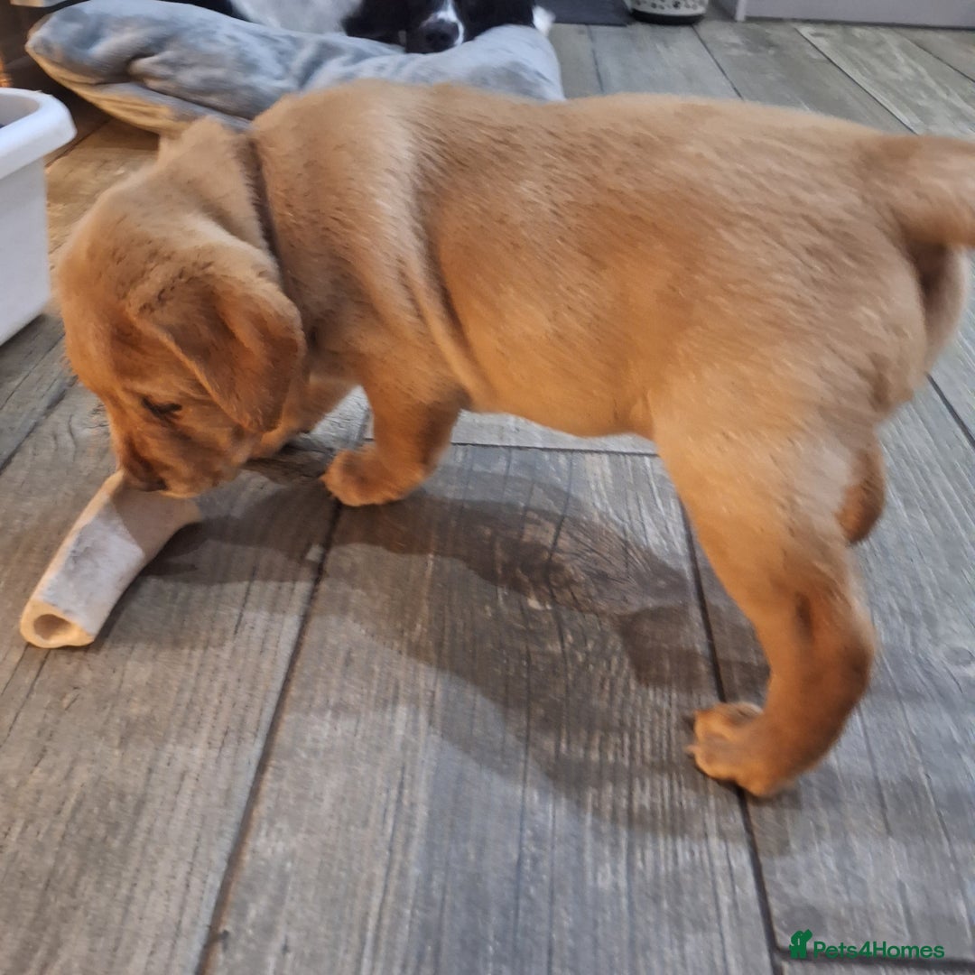 Labrador Retriever dogs for sale: Fox Red Labrador pups - Advert 25