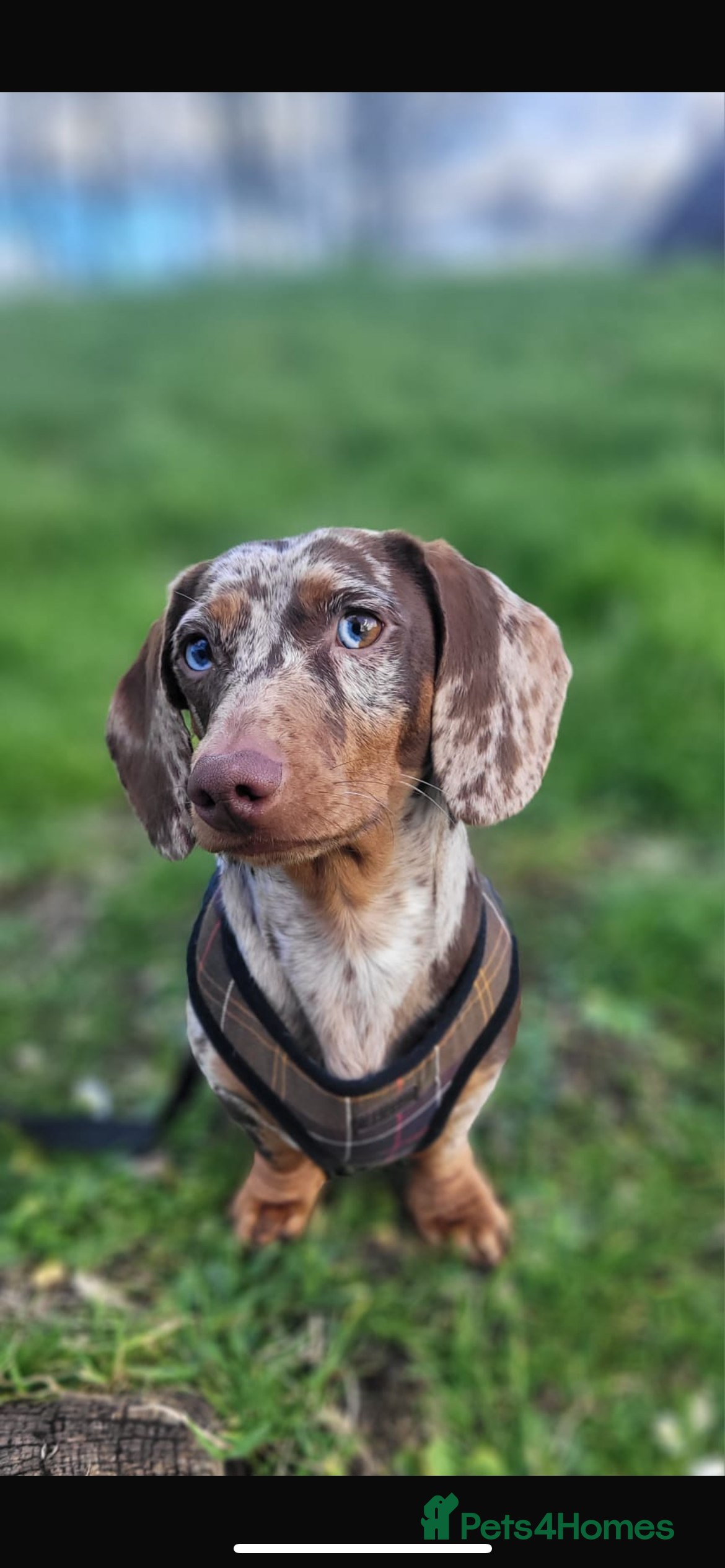 Miniature Dachshund dogs Birminghams Mr Mini Milky. PROVEN KC Mini Dax stud in Birmingham - Advert 18