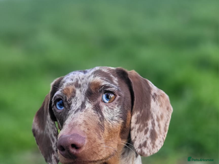 Miniature Dachshund dogs in Birmingham - Advert 32