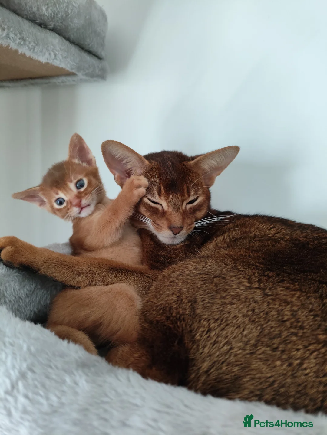 Abyssinian cats for sale: Beautiful abyssinian kitten! - Advert 1