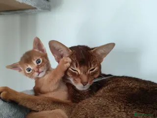 Abyssinian cats Beautiful abyssinian kitten! - Advert 2